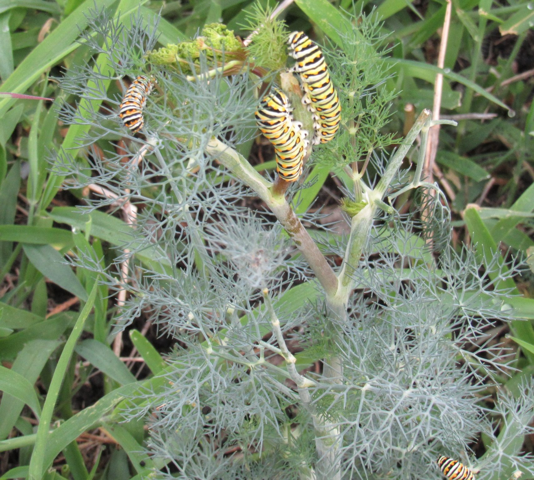 instars on dill.jpg
