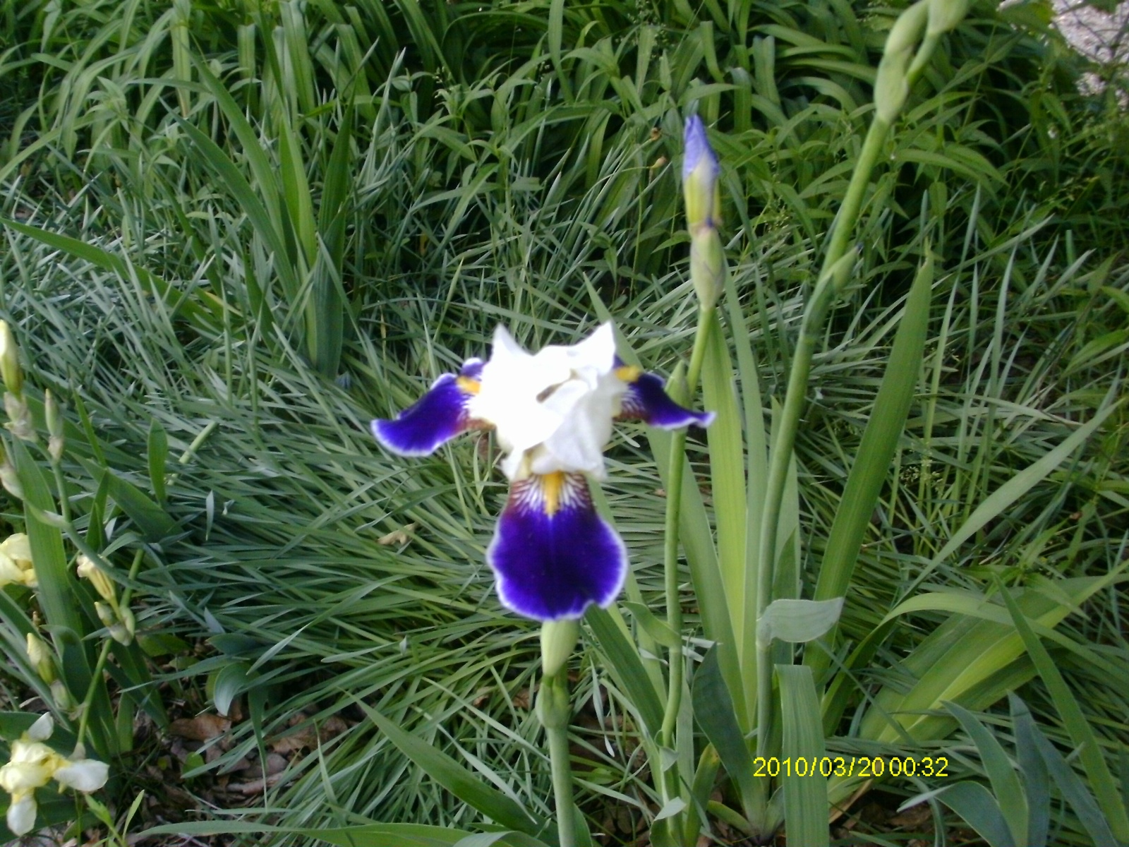 Iris.small.JPG