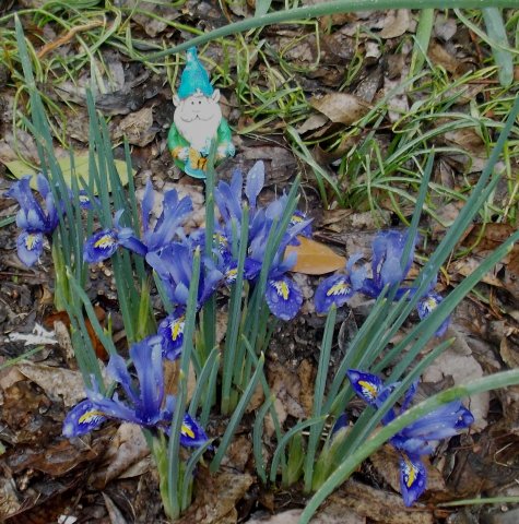 Iris2.JPG
