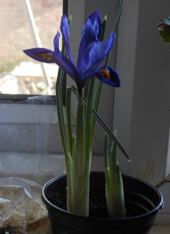 iris2014.jpg