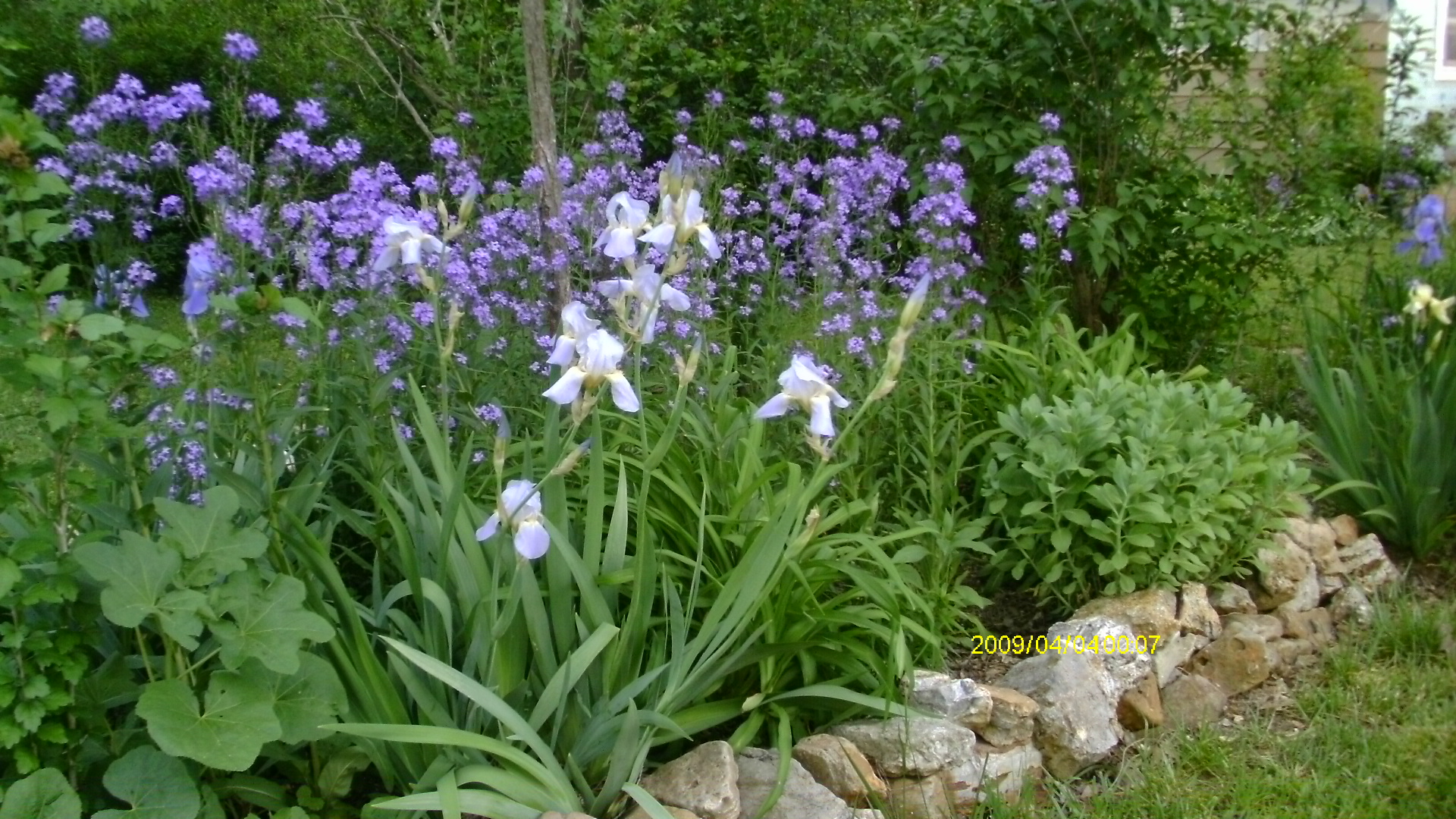 irises and dames rockets.JPG