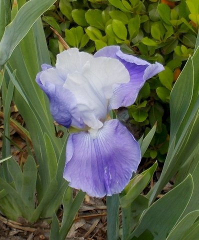 Irisunknown1.JPG