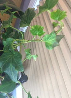 ivy 1.png