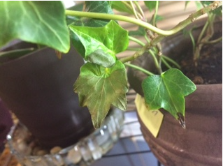 english ivy - Ivy browning leaves - Gardening & Landscaping Stack Exchange