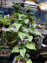 jalapa mirabilis fatplant1.jpg