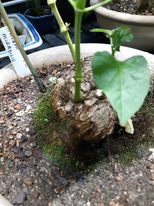 jalapa mirabilis fatplant2.jpg