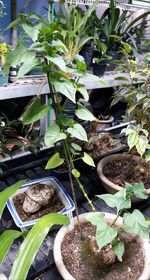 jalapa mirabilis fatplant3.jpg