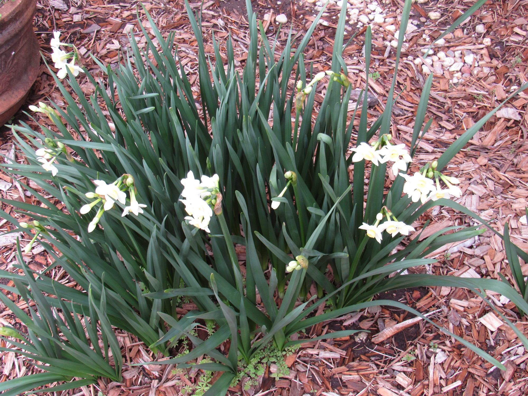 January paperwhites.jpg