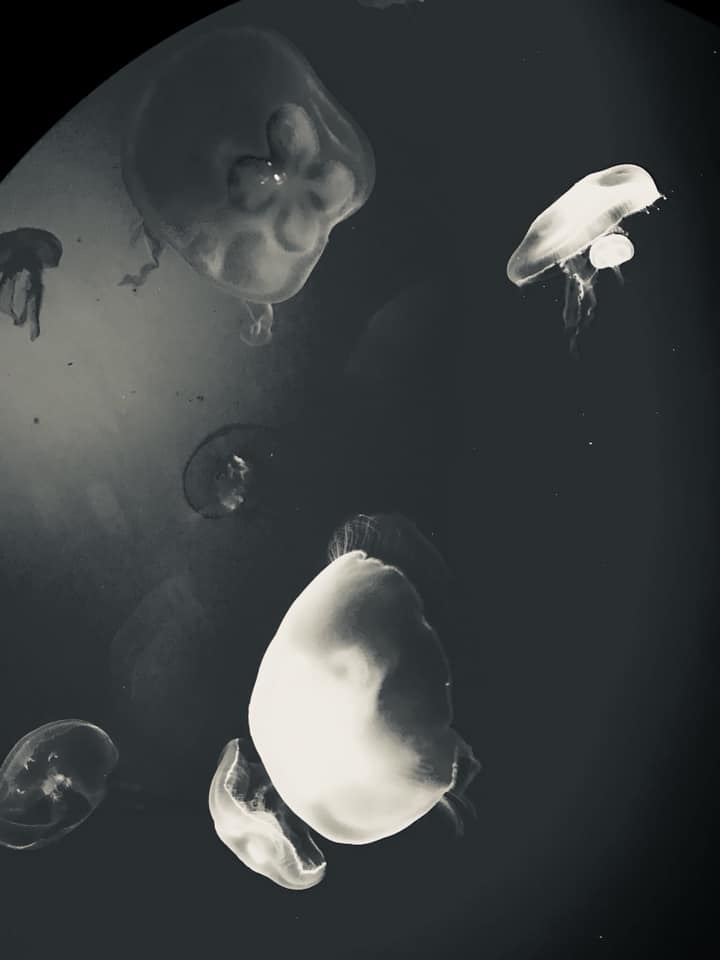 jellyrish bandw.jpg