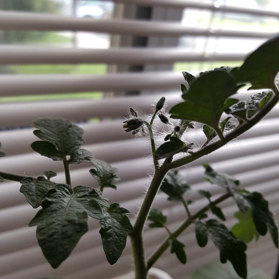 July 1, 2018 Blossoms (Minibels).jpg