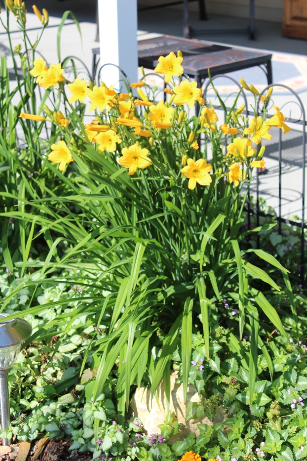 July 22, 2019 002 (2).jpg