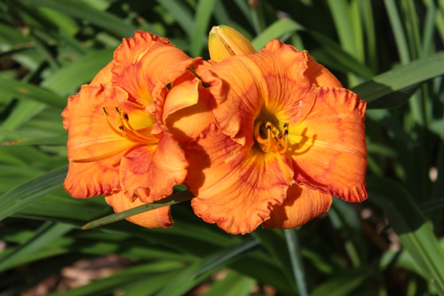 July 22, 2019 014 (2).jpg