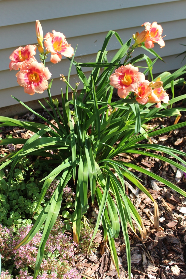 July 22, 2019 028 (2).jpg