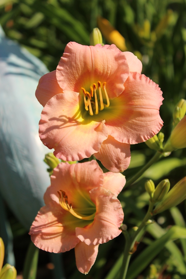 July 22, 2019 034 (2).jpg