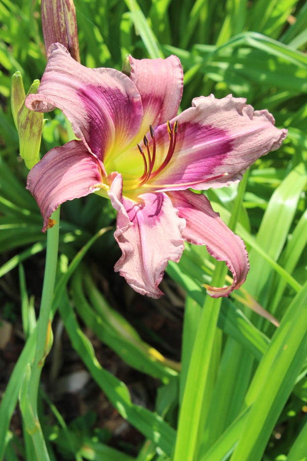 July 22, 2019 039 (2).jpg