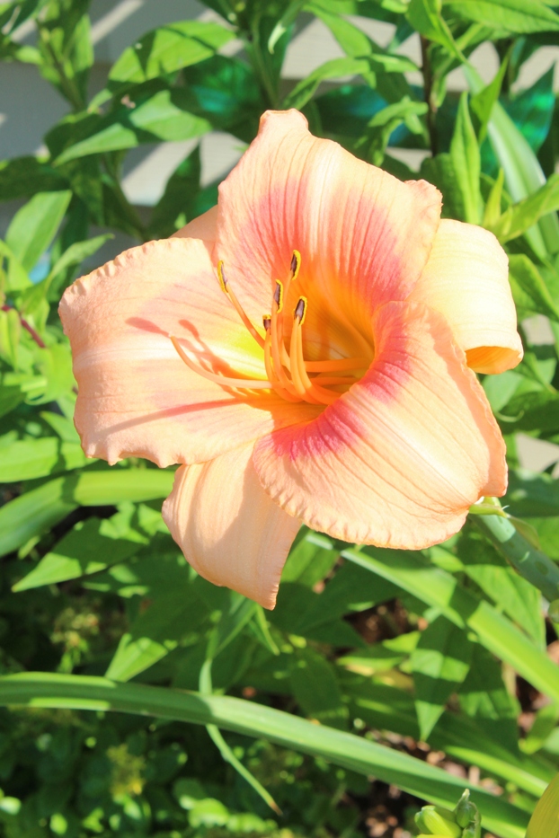 July 22, 2019 064 (2).jpg