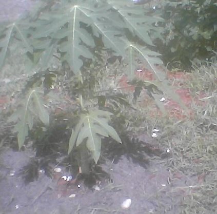jun18_01garden 44xx papaya tree.jpg