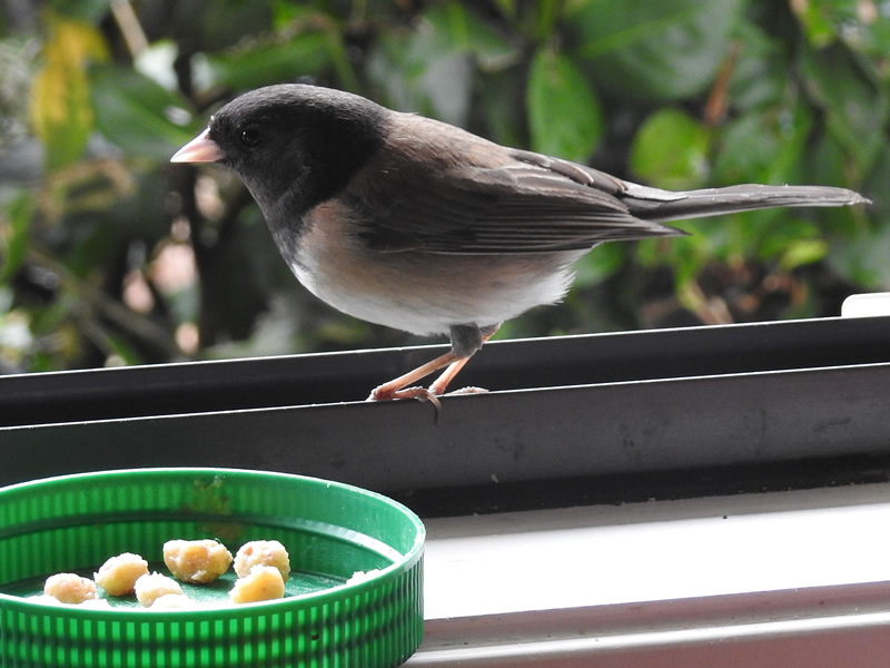 Junco window.jpg