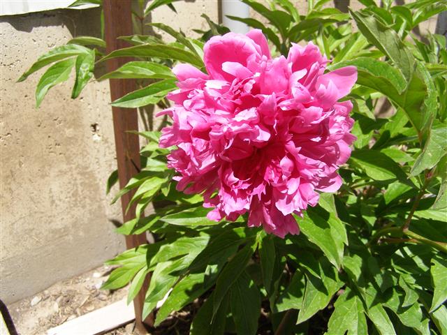 june 24, 201 006 (Small).JPG
