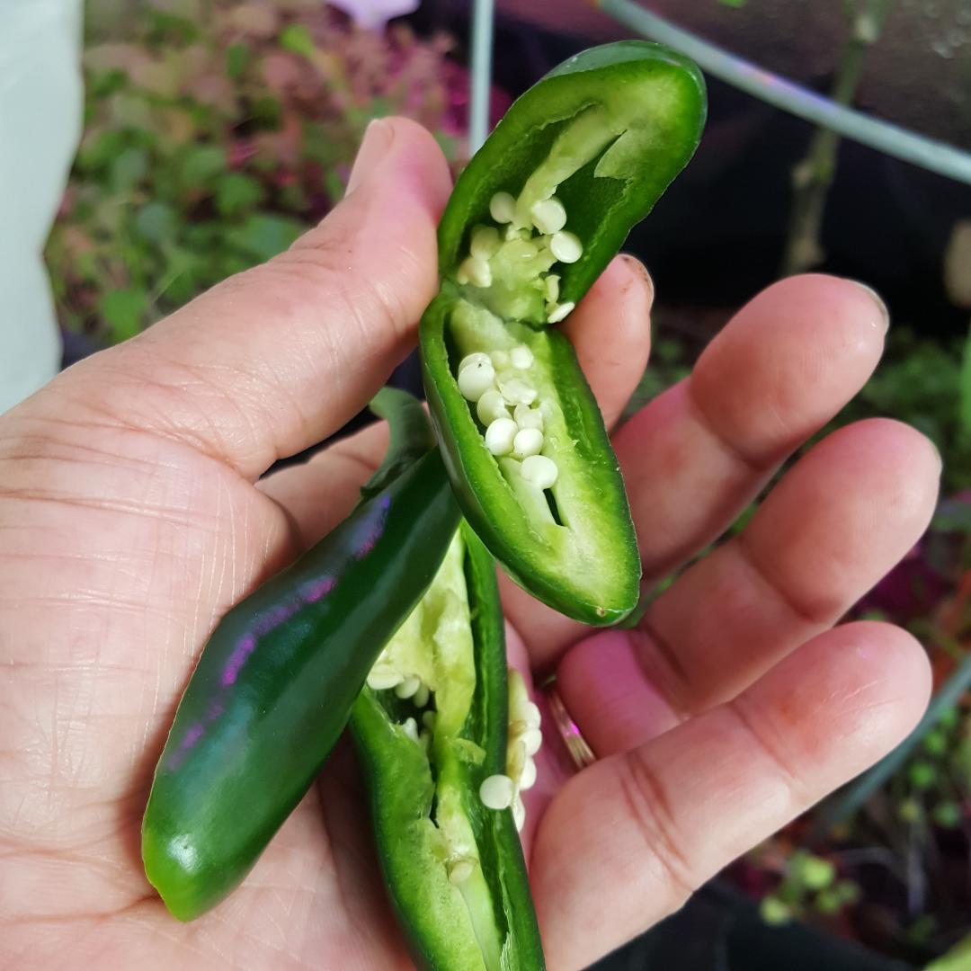 Just picked jalapenos.jpg
