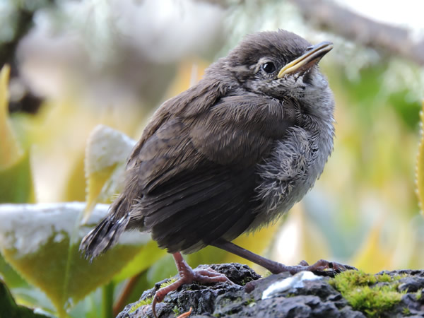 Juvenile wren.jpg