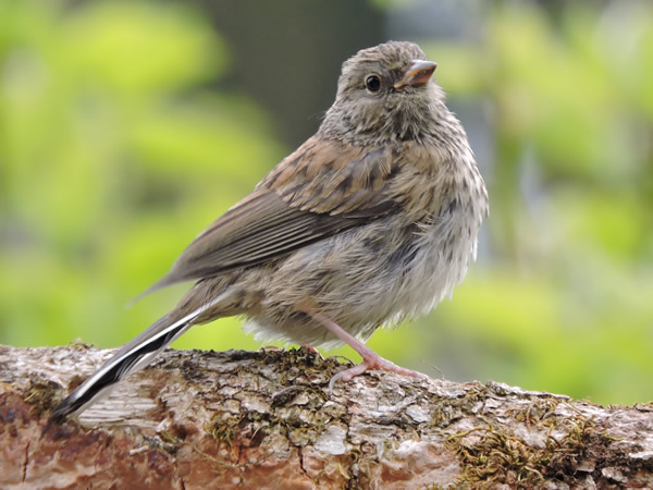 juvenle junco.jpg