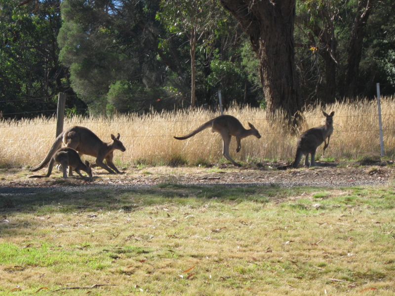 kangarooinmygarden02.JPG