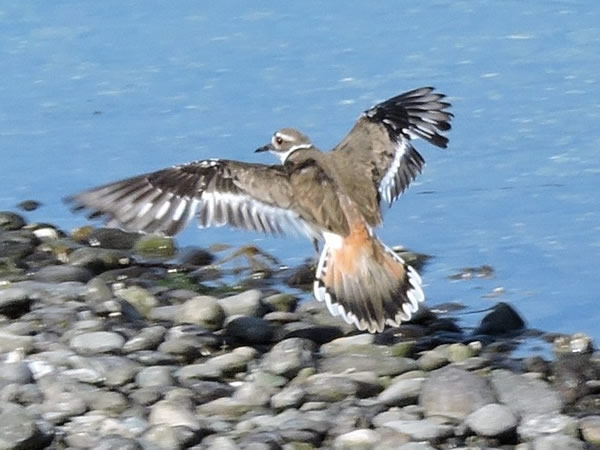 Killdeer flying.jpg