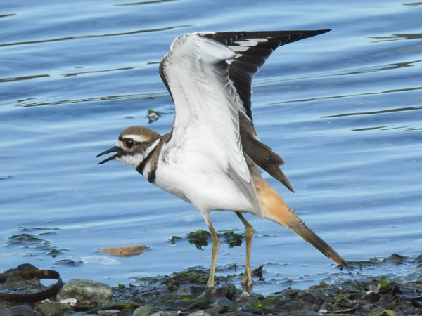 Killdeer.jpg