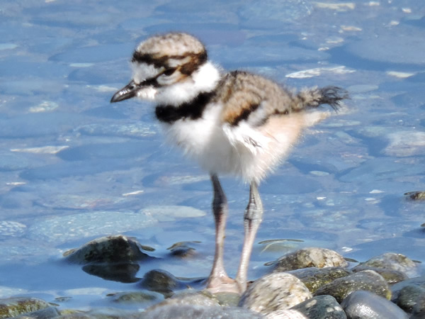 Killdeer.jpg