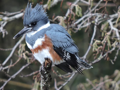 kingfisher.jpg
