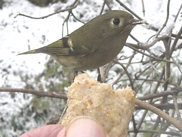 kinglet.jpg
