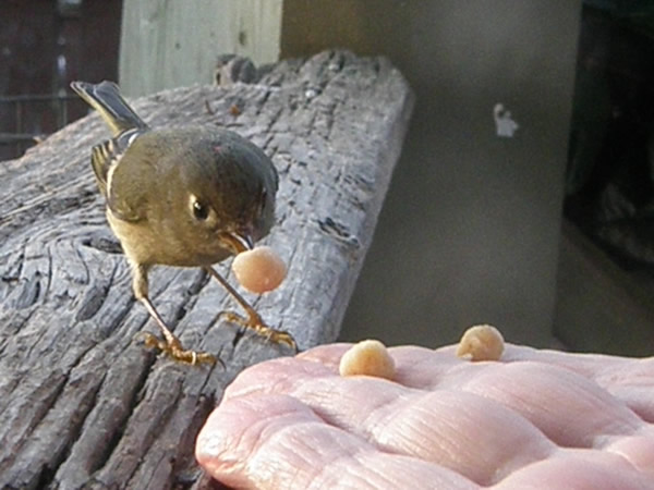 kinglet.jpg