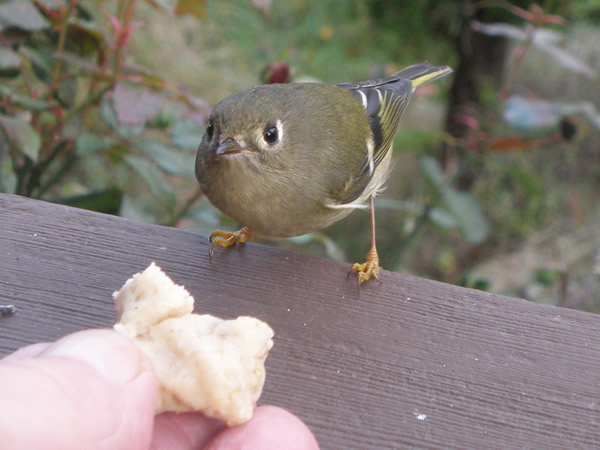 kinglet.jpg
