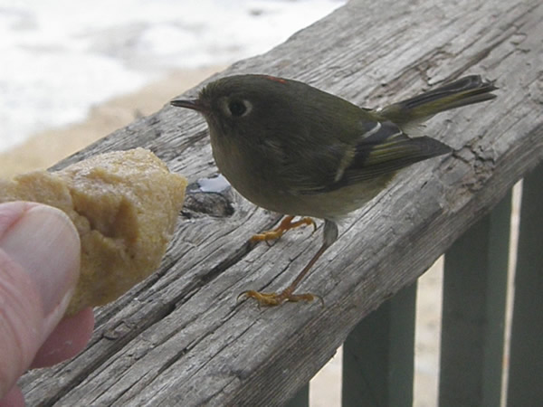Kinglet.jpg