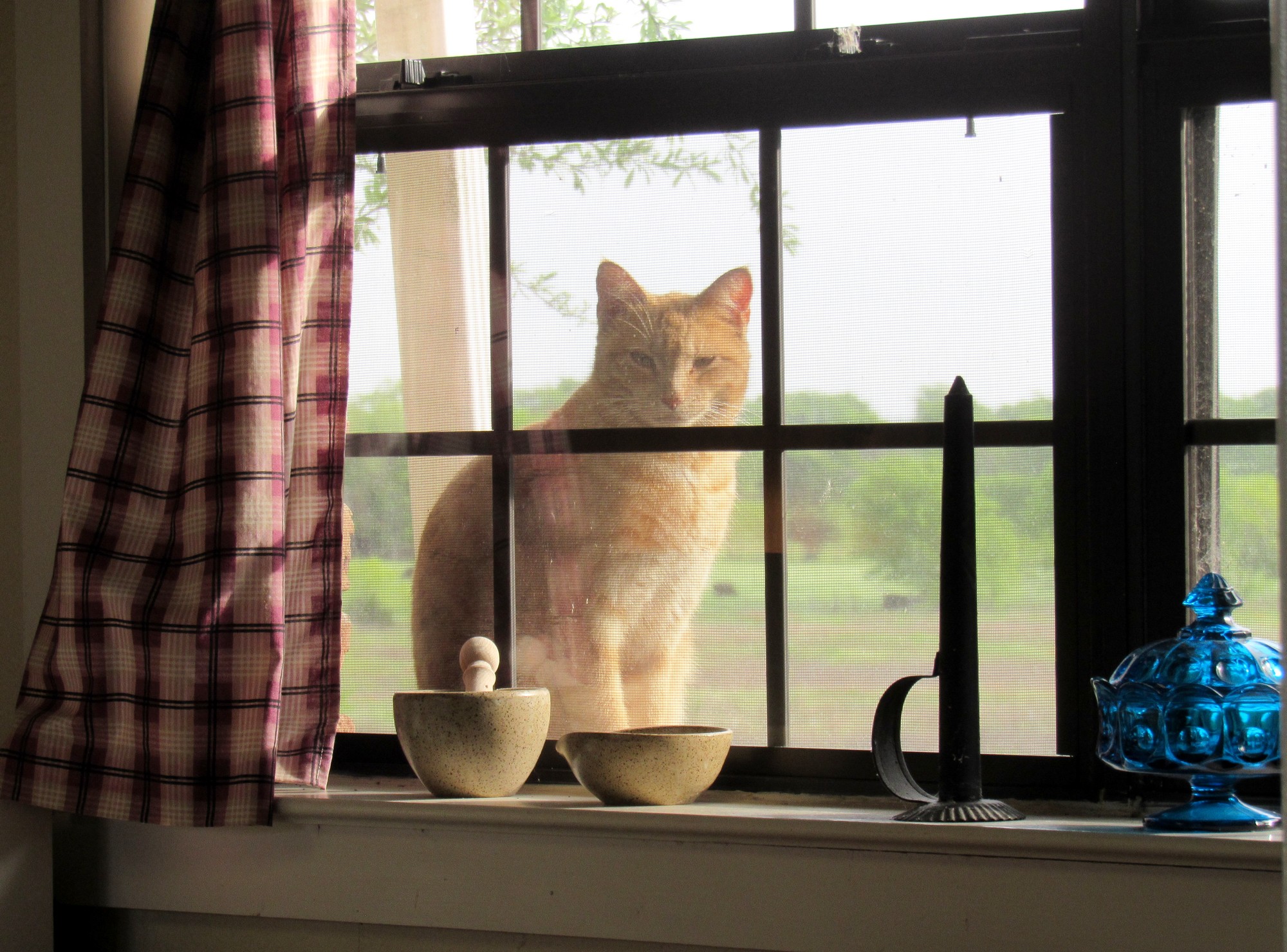 Kitchen Window View.jpg