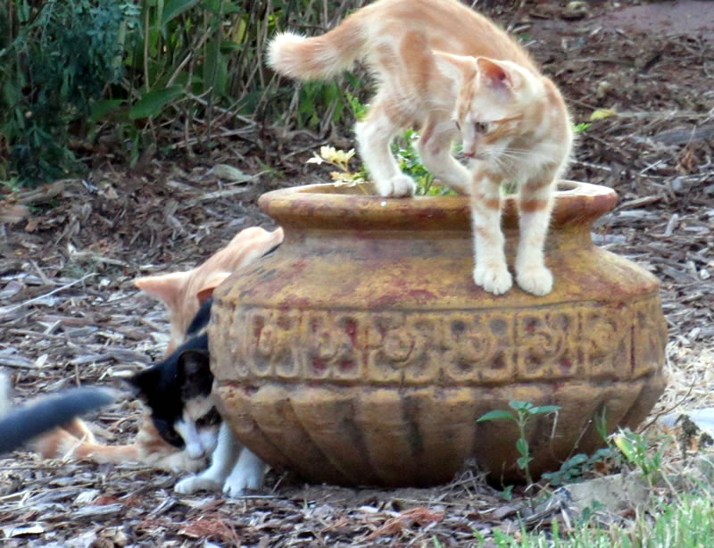 Kittens 7.jpg