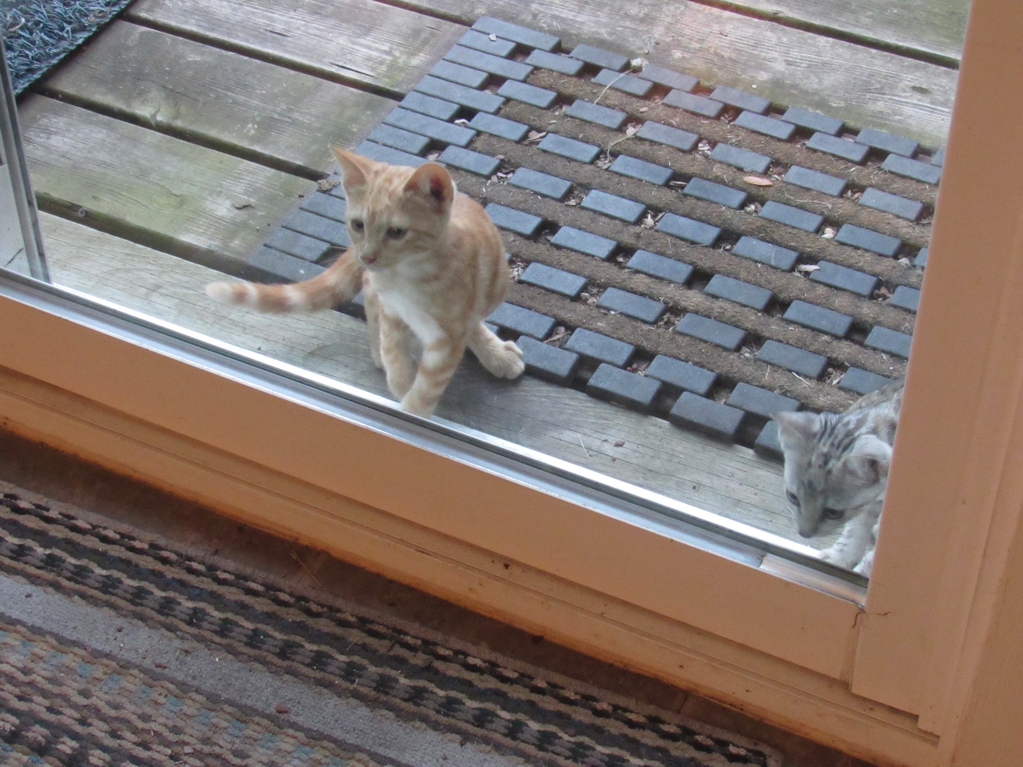 Kittens on deck.jpg