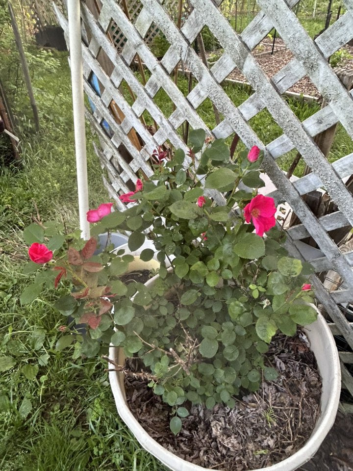 knockout rose .jpg
