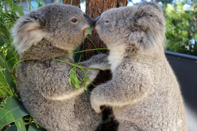 Koalas kissing.jpg