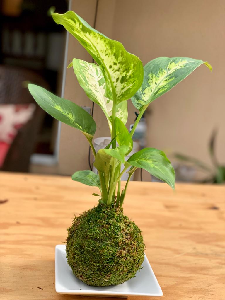 kokedama.jpg