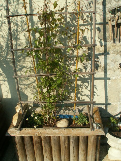 l.clematis.JPG