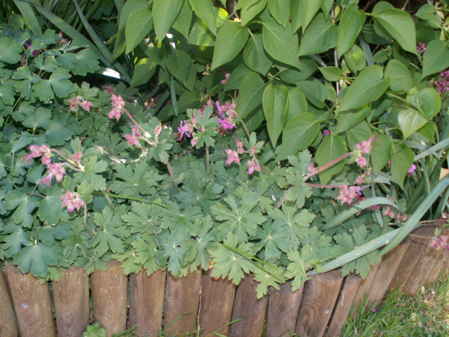 l.geraniums.JPG