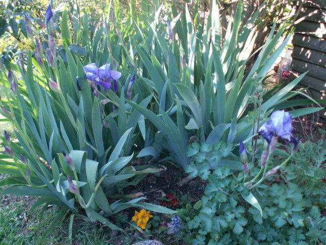 l.iris.JPG
