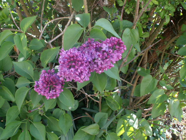 l.lilac.JPG