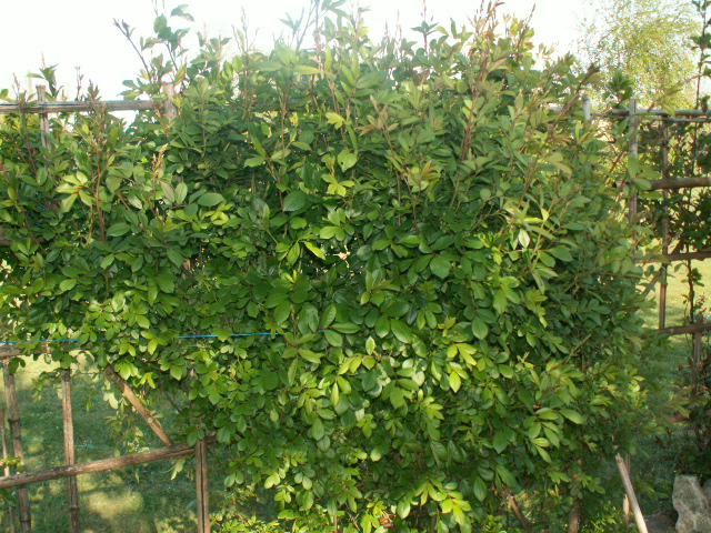 l.roses.JPG
