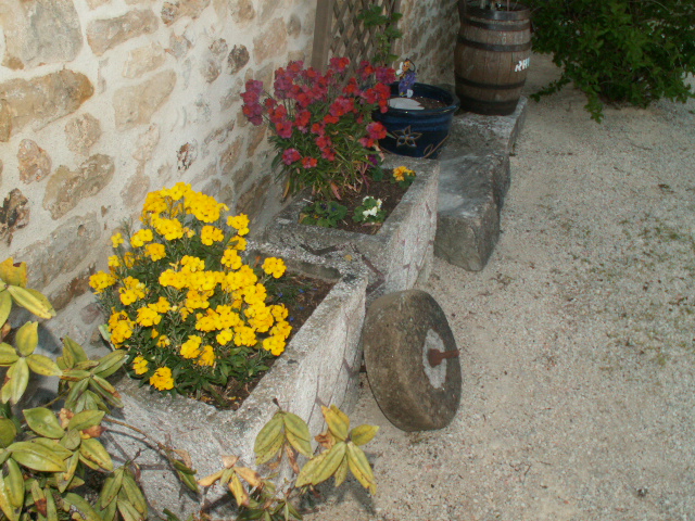 l.wallflowers.JPG