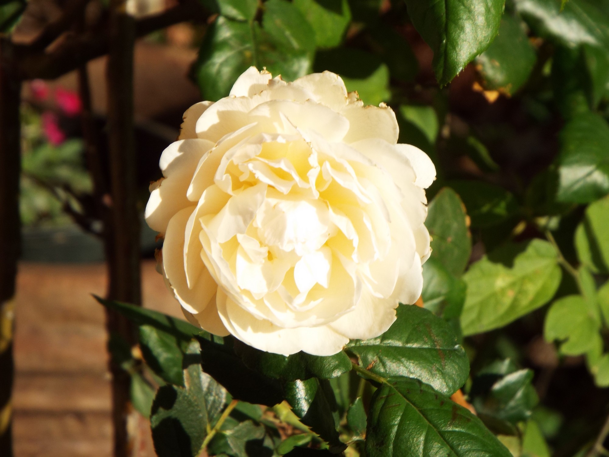 Lady Hillilngdon rose.jpg