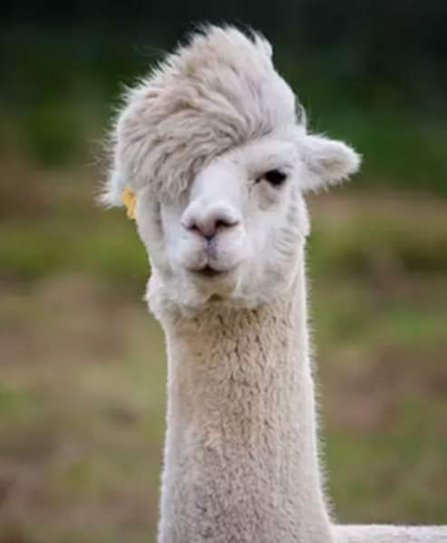 lama_IMG-20190608-WA0002.jpg