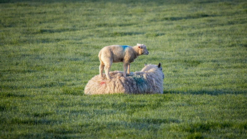 lamb-sheep.jpg